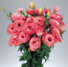 Эустома Адвантаж 2-3 Черри Сорбет[100 драже] - ООО «Семена Тут»