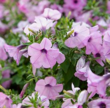 img-1: Петуния ампельная Хэнг Аут Перл [100 драже] - ООО «Семена Тут»