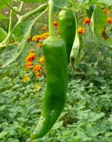 img-2: Перец острый Наваха - ООО «Семена Тут»