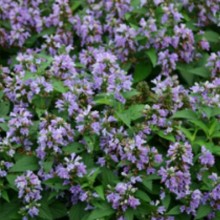 Котовник Блю Пантер [250 шт] - ООО «Семена Тут»