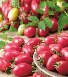 Томат Новичок розовый - ООО «Семена Тут»