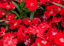 img-1: Гвоздика Чиба Скарлет [500 шт] - ООО «Семена Тут»