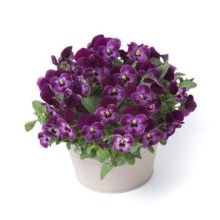 Виола рогатая Флорал Пауэр F1 Распберри [1000 шт] - ООО «Семена Тут»