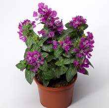 img-1: Куфея Шрирача F1  Виолет [1000 шт] - ООО «Семена Тут»