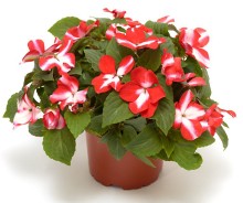 img-1: Бальзамин Имара F1 Оранж Стар [1000 шт] - ООО «Семена Тут»