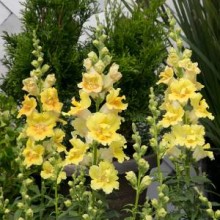 Львиный зев махровый Твинни Еллоу Шейдес [100 шт] - ООО «Семена Тут»