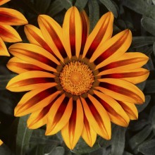 Газания Фрости Кисс Оранж Флейм [1000 шт] - ООО «Семена Тут»