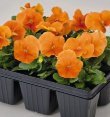 Виола крупноцветковая Инспайер Плюс Оранж [1000 шт] - ООО «Семена Тут»