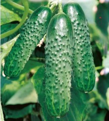 Огурец Паратунка F1 - ООО «Семена Тут»