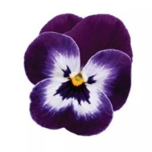 Виола рогатая Сорбет ИксПи Пурпл Фейс [1000 шт] - ООО «Семена Тут»