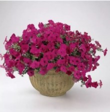 img-1: Петуния ампельная F1 Тайдал Вэйв Парпл [100 драже] - ООО «Семена Тут»