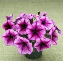 img-2: Петуния гибридная Трилоджи Пурпл Вейн [1000 драже] - ООО «Семена Тут»