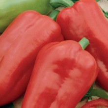 Перец Кавалер - ООО «Семена Тут»