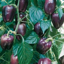 Перец Текила F1 - ООО «Семена Тут»