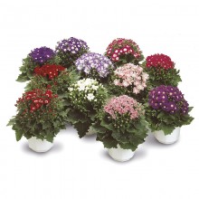 img-1: Цинерария гибридная Стар Вос Микс [100 шт] - ООО «Семена Тут»