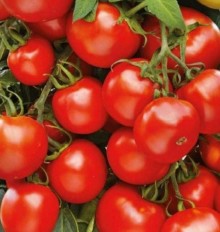 Томат Важная персона - ООО «Семена Тут»