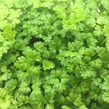 Сельдерей Потенциал листовой МЗ - ООО «Семена Тут»