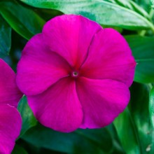 Катарантус Блокбастер Кримсон [100 шт] - ООО «Семена Тут»