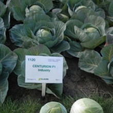 Капуста белокочанная Центурион F1 - ООО «Семена Тут»