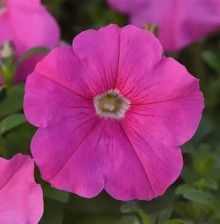 Петуния мультифлора Мираж Пинк [1000 драже] - ООО «Семена Тут»