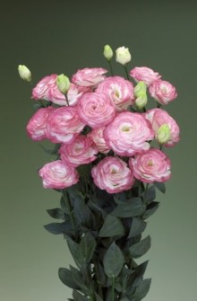 img-1: Эустома Крома 3 Пинк Пикоти [500 драже] - ООО «Семена Тут»