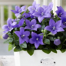 img-1: Платикодон Астра Блю [1000 шт] - ООО «Семена Тут»