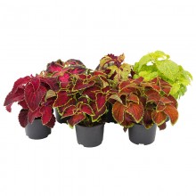 img-1: Колеус Файрвей Микс [1000 шт] - ООО «Семена Тут»