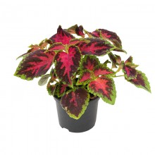 img-1: Колеус Файрвей Роуз [1000 шт] - ООО «Семена Тут»