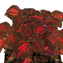 Колеус Суперфайн Рейнбоус Фестиваль Дэнс [1000 шт] - ООО «Семена Тут»