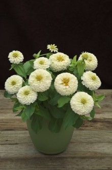 img-1: Цинния Прециоза Вайт [100 шт] - ООО «Семена Тут»