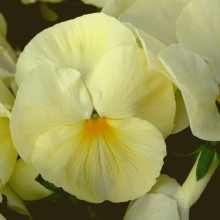 Виола крупноцветковая Селло Примроуз [1000 шт] - ООО «Семена Тут»