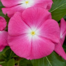 Катарантус Кобра Роуз Хало [100 шт] - ООО «Семена Тут»