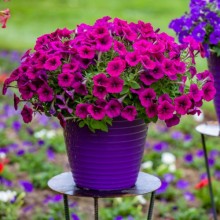 Петуния миллифлора Флэш Форвард Бургунди [100 драже] - ООО «Семена Тут»