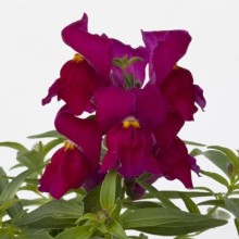 Львиный зев Крэкл энд Поп Парпл [1000 шт] - ООО «Семена Тут»