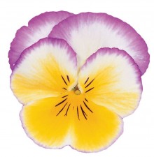 Виола крупноцветковая Ультима Редиенс Лилак [1000 шт] - ООО «Семена Тут»