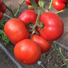 Томат Рестлер F1* - ООО «Семена Тут»