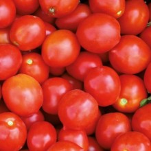 Томат Роксет F1 - ООО «Семена Тут»