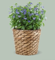 Лобелия прямостоячая Палас Роял [100 м/драже] - ООО «Семена Тут»