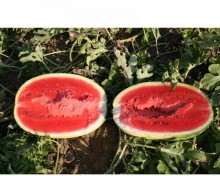 img-1: Арбуз Рубикон - ООО «Семена Тут»