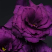 Эустома Флэр Дип Блю [1000 драже] - ООО «Семена Тут»