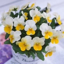 img-1: Виола рогатая Флорал Пауэр F1 Крем Еллоу Лип [1000 шт] - ООО «Семена Тут»