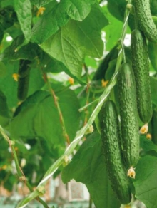 img-1: Огурец Сайбер F1 - ООО «Семена Тут»