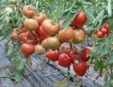 Томат Саймон F1 - ООО «Семена Тут»