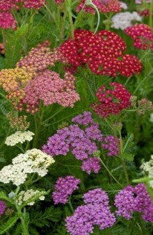 img-1: Тысячелистник Саммер Берри [1000 шт] - ООО «Семена Тут»