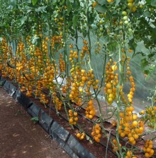 img-1: Томат Саммер Сан F1 - ООО «Семена Тут»