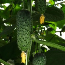 Огурец Самсур F1 - ООО «Семена Тут»