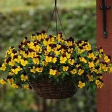 img-1: Виола ампельная Кул Вэйв Саншайн энд Вайн [100 шт] - ООО «Семена Тут»