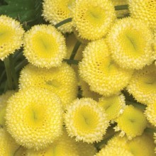 Ромашка  Вегмо Санни Болл Голд [1000 шт] - ООО «Семена Тут»