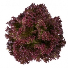 Салат Сатин - ООО «Семена Тут»