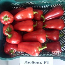 Перец Любовь F1 - ООО «Семена Тут»